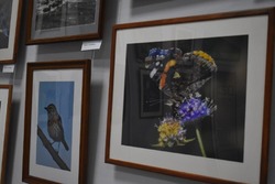 Тамбовчан приглашают на фотовыставку «Природа в объективе»
