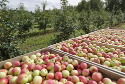 В Тамбовской области садоводы уже собрали более 400 тонн плодов