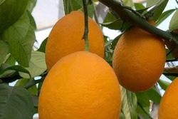 Житель Тамбовского округа создал лимонарий на своём участке