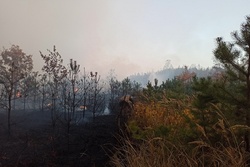 В Тамбовском районе сгорело 30 гектаров леса