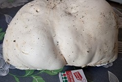 В Умёте обнаружили аномально большой гриб