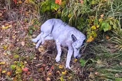 Человечность в погонах: воронежские сотрудники ДПС спасли сбитую собаку и оплатили её лечение