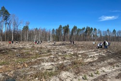 На территории Горельского лесхоза создали 40 гектаров нового леса