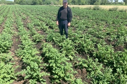 Фермер из Пичаевского района выиграл грант и впервые собрал урожай картофеля