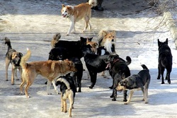 В Мичуринске городские власти начали отлов безнадзорных собак