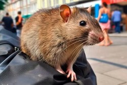 В Тамбове примут меры против нашествия крыс на севере города