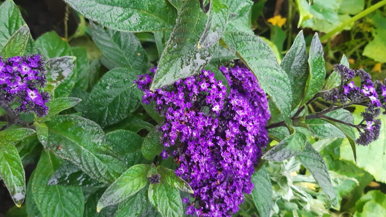 Гелиотроп привлекает внимание пышными шапками соцветий из мелких ярко-фиолетовых цветков.