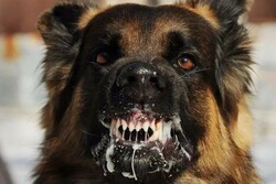 Два новых случая бешенства выявили в Тамбовской области