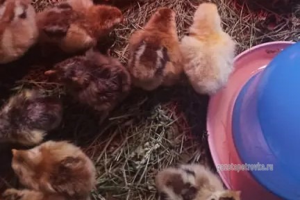 Заказы Ирине делают не только на рассаду, но и на цыплят