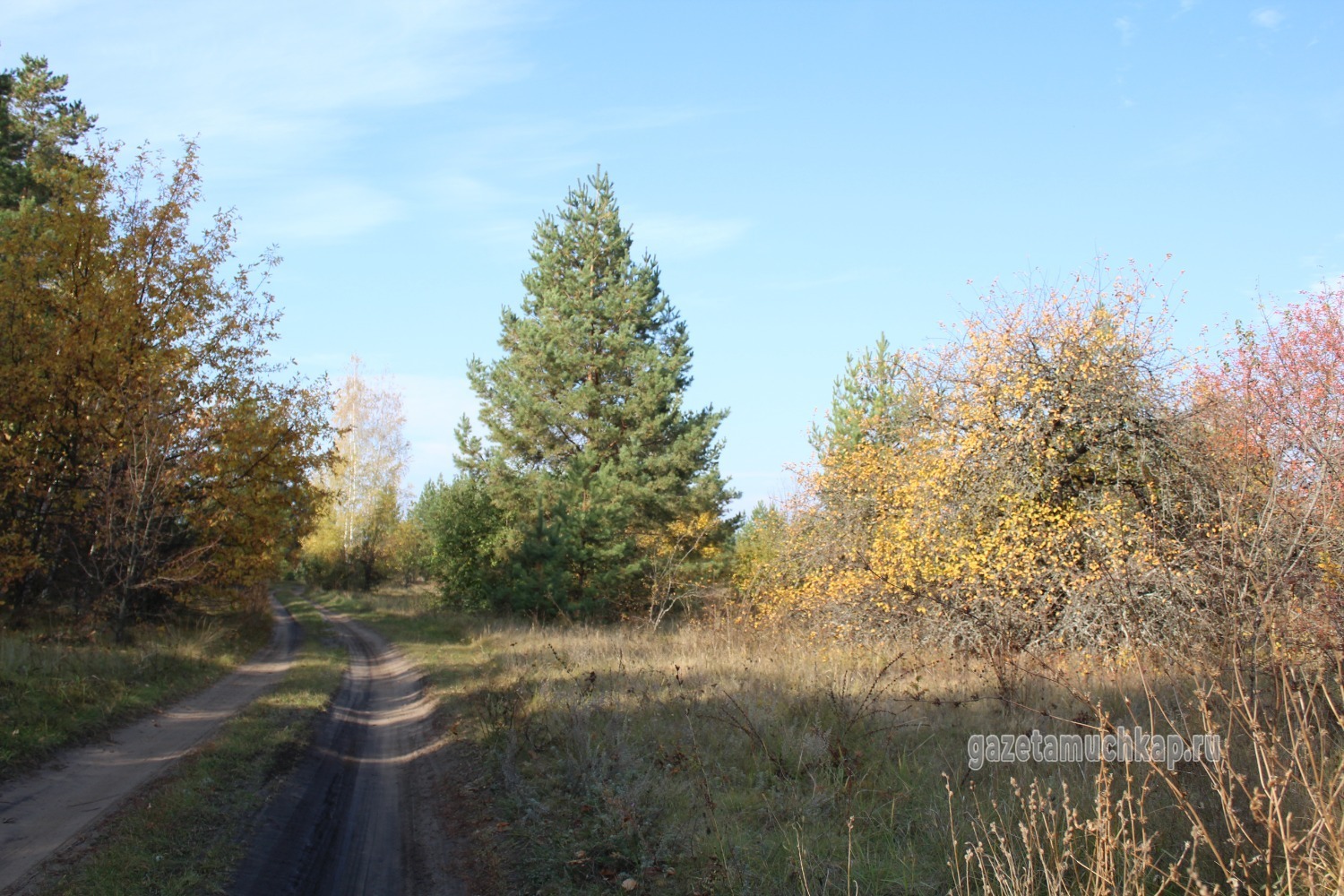 Сосновая роща