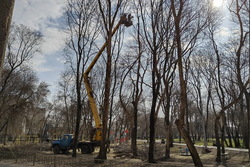 В Тамбове вырубят все ясени