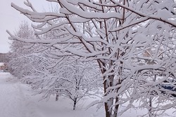 В Тамбов придут крещенские морозы