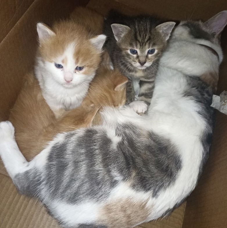 Кошка с позывным «Маня» и её котята