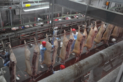 Журналистам предоставили возможность на вкус оценить продукцию «Тамбовского бекона»