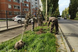 В Тамбове осенью планируют высадить более 1000 деревьев 