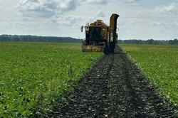 Мордовские и мучкапские свекловоды возглавили областной рейтинг