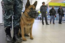 Служебная собака помогла задержать мужчину с оружием на станции Платоновка