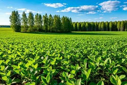 Тамбовская область вошла в топ-10 по увеличению объемов производства сои