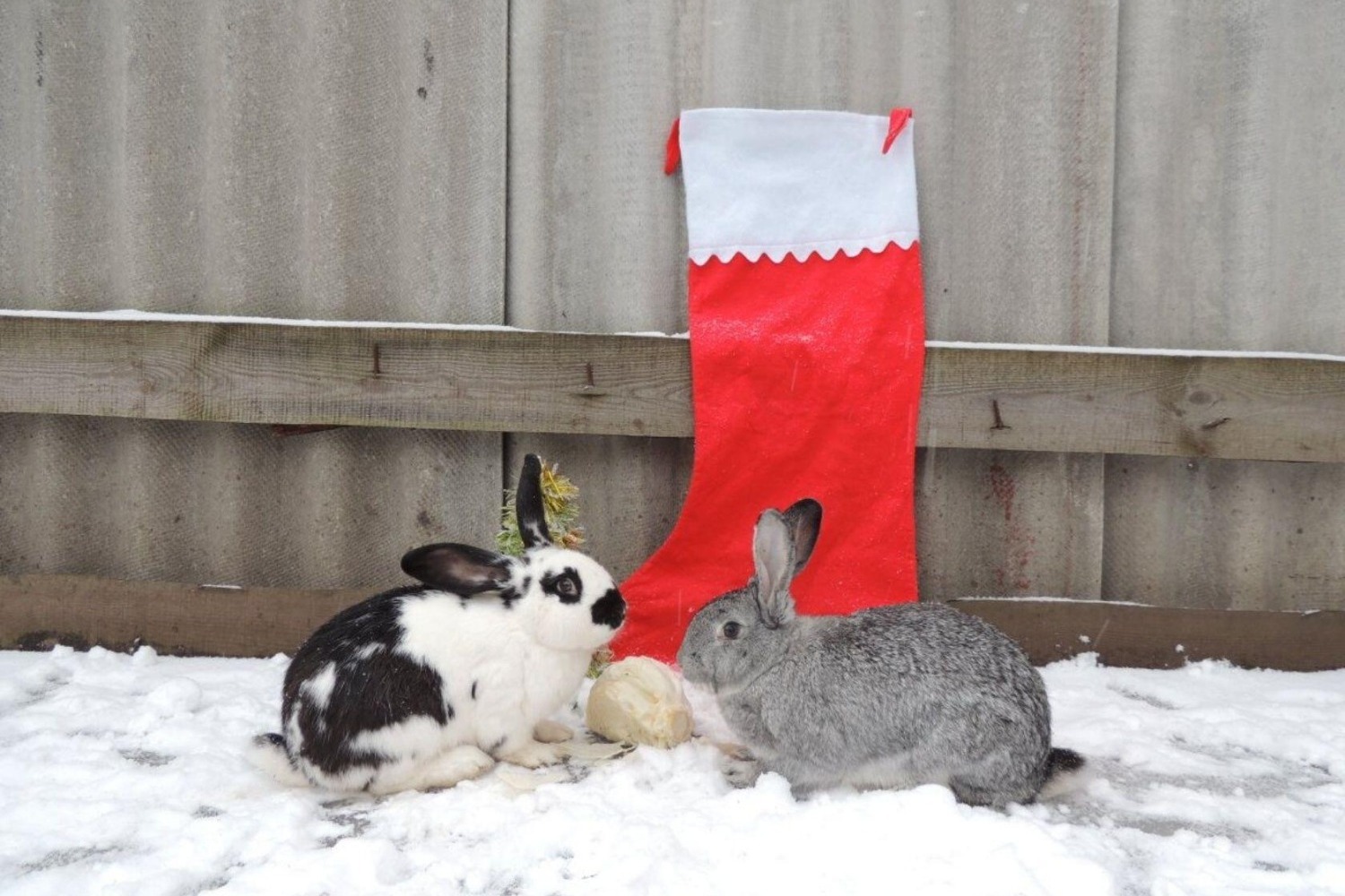 Сибирское прозвище зайца 5 букв. Заяц победитель. Фото как зайцы победят. Как победить зайцы.
