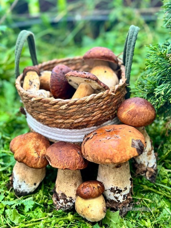 На тихую охоту вышли мучкапцы