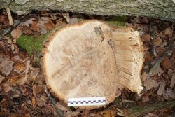 Дело о незаконной вырубке деревьев в Челнавском лесхозе направлено в суд