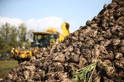 Тамбовские аграрии собрали 3,1 млн тонн зерна и 1,6 млн тонн свеклы