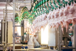 Тамбовская область увеличила экспорт мяса птицы на 13%