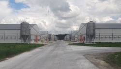 В Тамбовской области расследуют смерть работника Токарёвской птицефабрики 