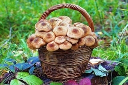Девять жителей Тамбовской области отравились грибами