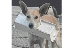Тамбовские зоозащитники пытаются помочь собаке, которая застряла в пластиковой полке
