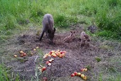 В Мичуринском округе на полянке с яблоками сфотографировали семью кабанов