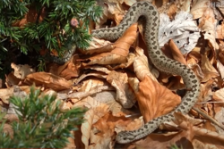 В Гавриловском районе во время сбора грибов женщину укусила ядовитая змея