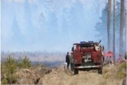 В Рассказовском районе загорелся лес на площади 11 гектаров