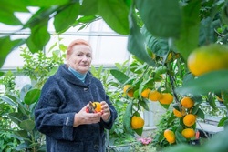 Жительница села Бокино вырастила богатый урожай мандаринов и грейпфрутов