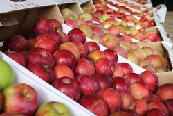 Мичуринские яблоки, тамбовский мёд и картошка участвуют в национальном конкурсе «Вкусы России»