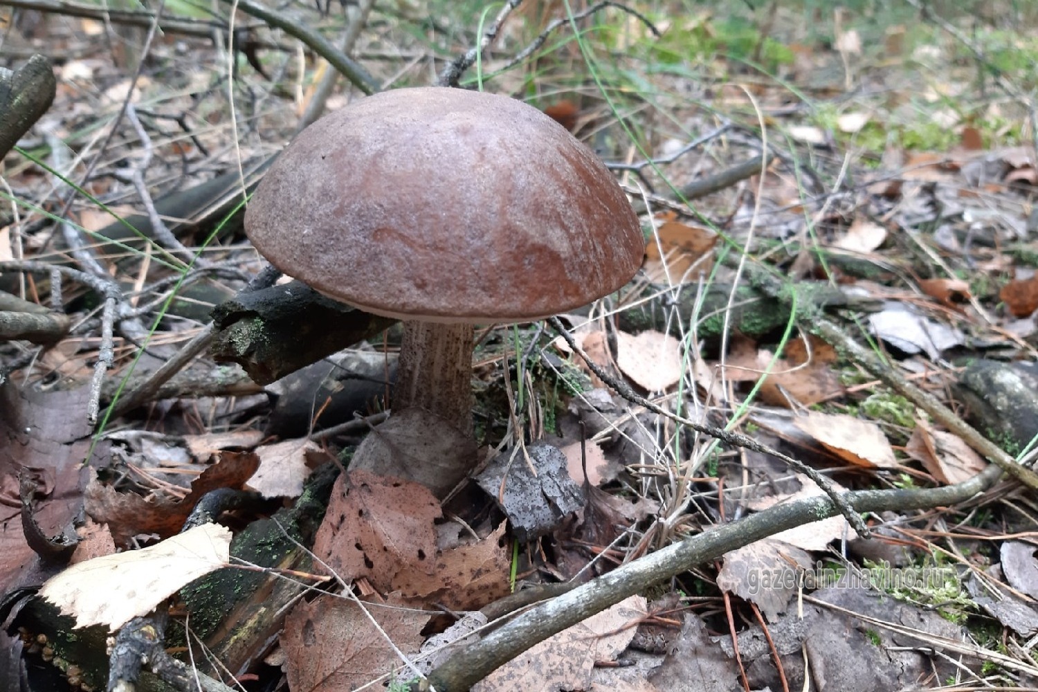 О безопасном сборе грибов напомнили инжавинцам