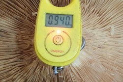 Гигантский гриб нашли в Мучкапском округе