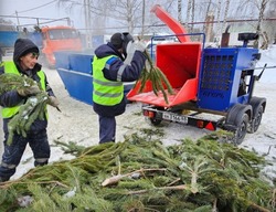 В Тамбовской области переработали более 500 кубометров новогодних ёлок