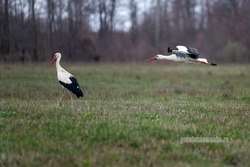 Знаменский фотограф Сергей Степанов сделал фотосессию с белыми аистами