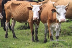 В Никифоровском районе выявлено несколько очагов лейкоза коров