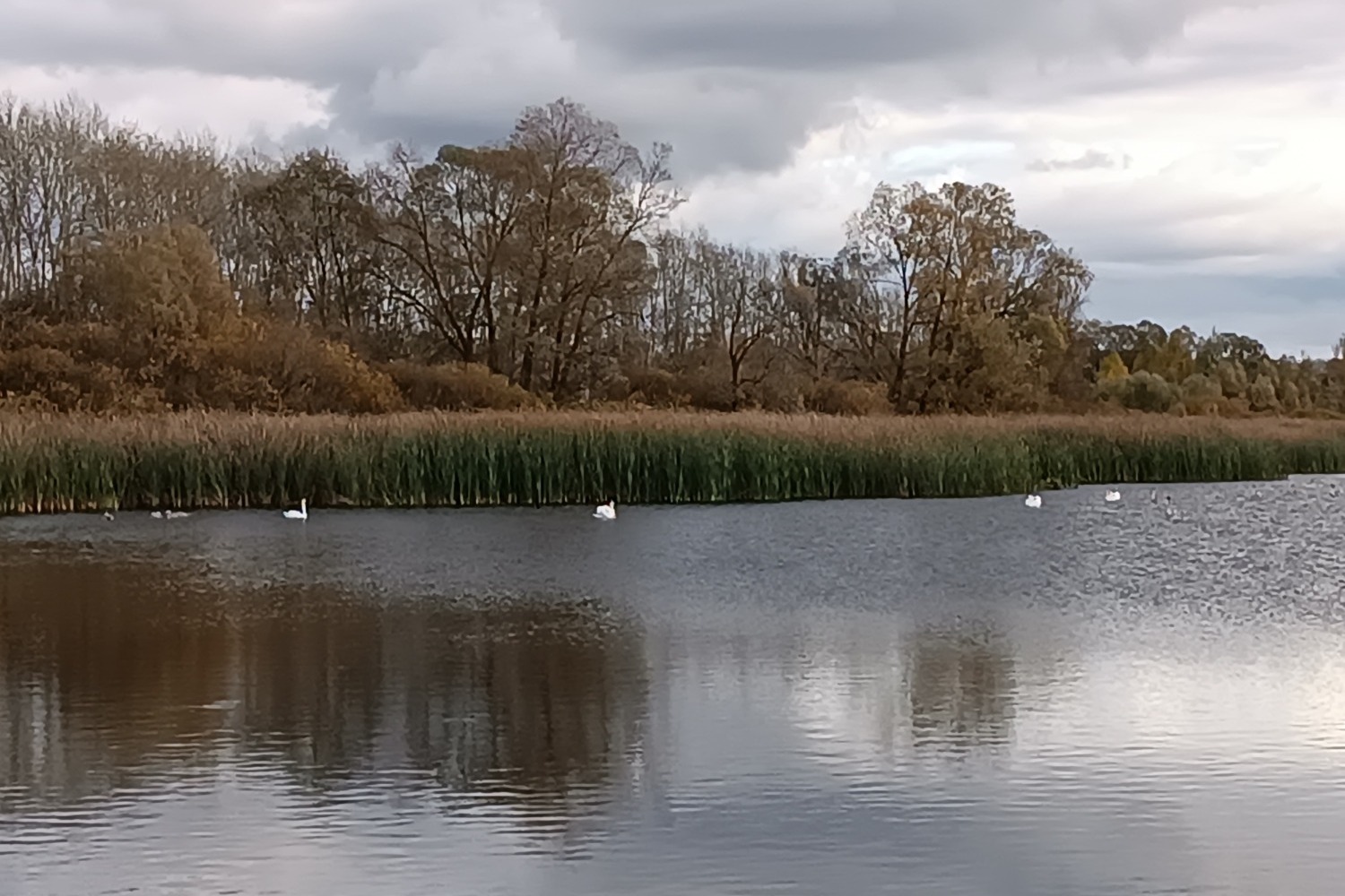 Лебеди на пруду 