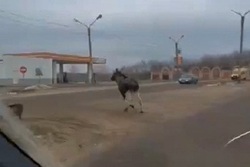 Полгода проживший в городе Уварово лось вернулся в лес