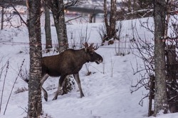 Пять жителей области понесут ответственность за браконьерство