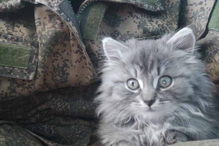Купить Котенка В Тамбовской Области