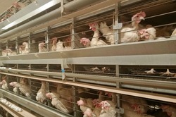 Тамбовские фермеры обсудили развитие птицеводства на семинаре в Рассказовском округе