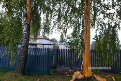 В Знаменке молния оголила две берёзы