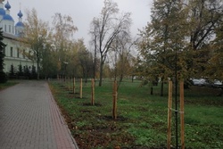 В Тамбове высадили 15 лип около памятника Зое Космодемьянской