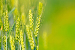 «Золотая осень»: Россельхозбанк назвал главные тренды рынка зерна